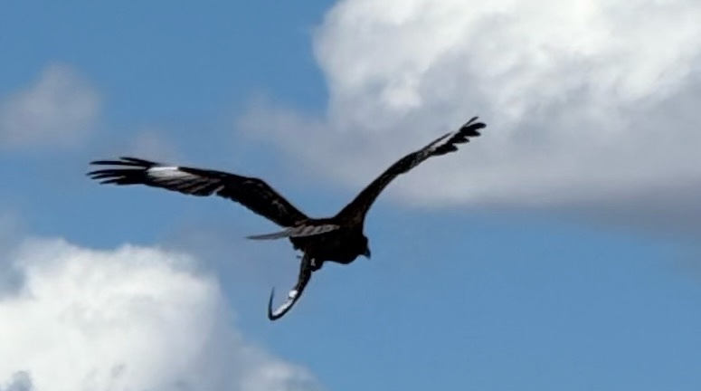 Black-breasted Buzzard (Hamirostra melanosternon), photo 1