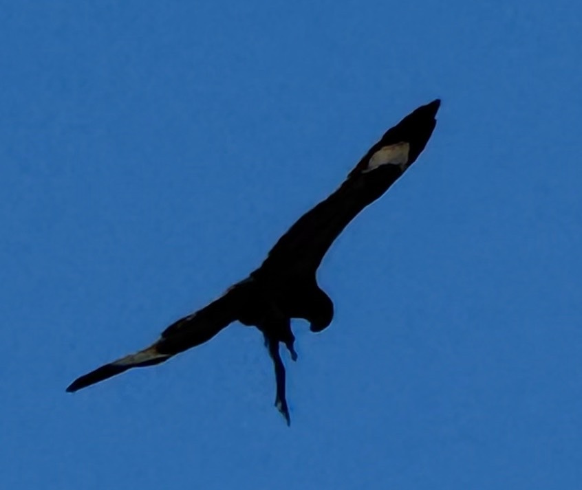 Black-breasted Buzzard (Hamirostra melanosternon), photo 2
