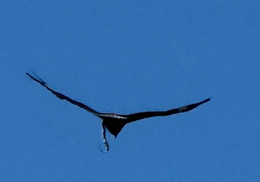 Black-breasted Buzzard (Hamirostra melanosternon), photo 10