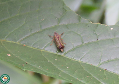Deselvana castanoptera