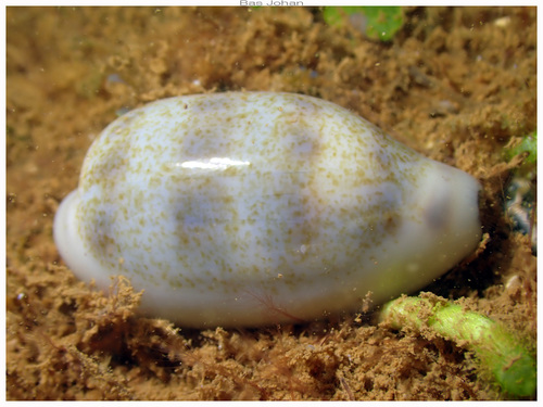 Cypraea pallidula observed 2025-04-19