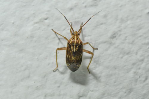 Taedia jurgiosa
