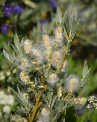 Salix orestera