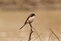 Lanius collurioides