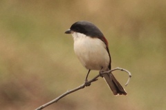 Lanius collurioides