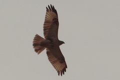 Buteo rufinus