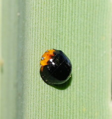 Coelophora inaequalis