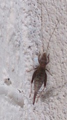 Arachnocephalus vestitus