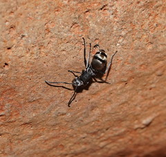 Polyrhachis senilis