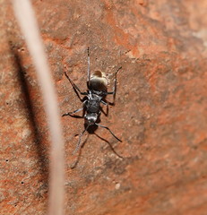 Polyrhachis senilis
