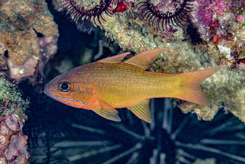 Yellowlined cardinalfish (Ostorhinchus chrysotaenia) — Apogonidae