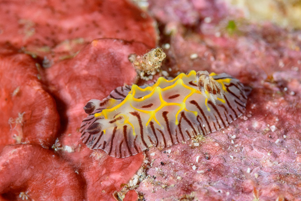 Willey’s Nudibranch