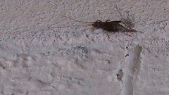 Arachnocephalus vestitus