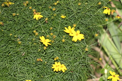 Coreopsis verticillata
