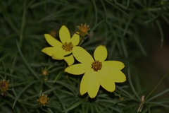 Coreopsis verticillata