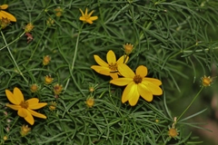 Coreopsis verticillata
