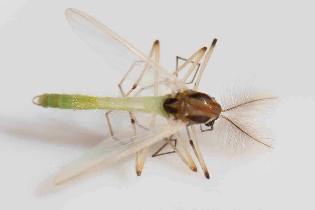 Microtendipes caducus