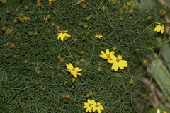 Coreopsis verticillata