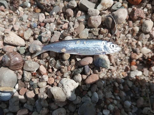 Azov kilka (Clupeonella cultriventris) — Clupeidae — 3