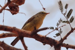 Phylloscopus affinis