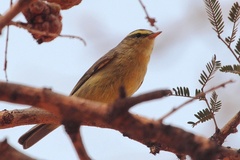 Phylloscopus affinis