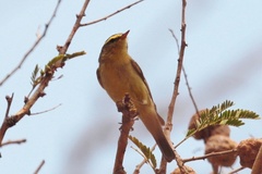 Phylloscopus affinis