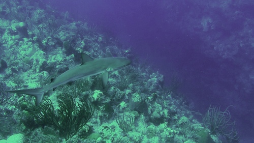 Caribbean Reef Shark