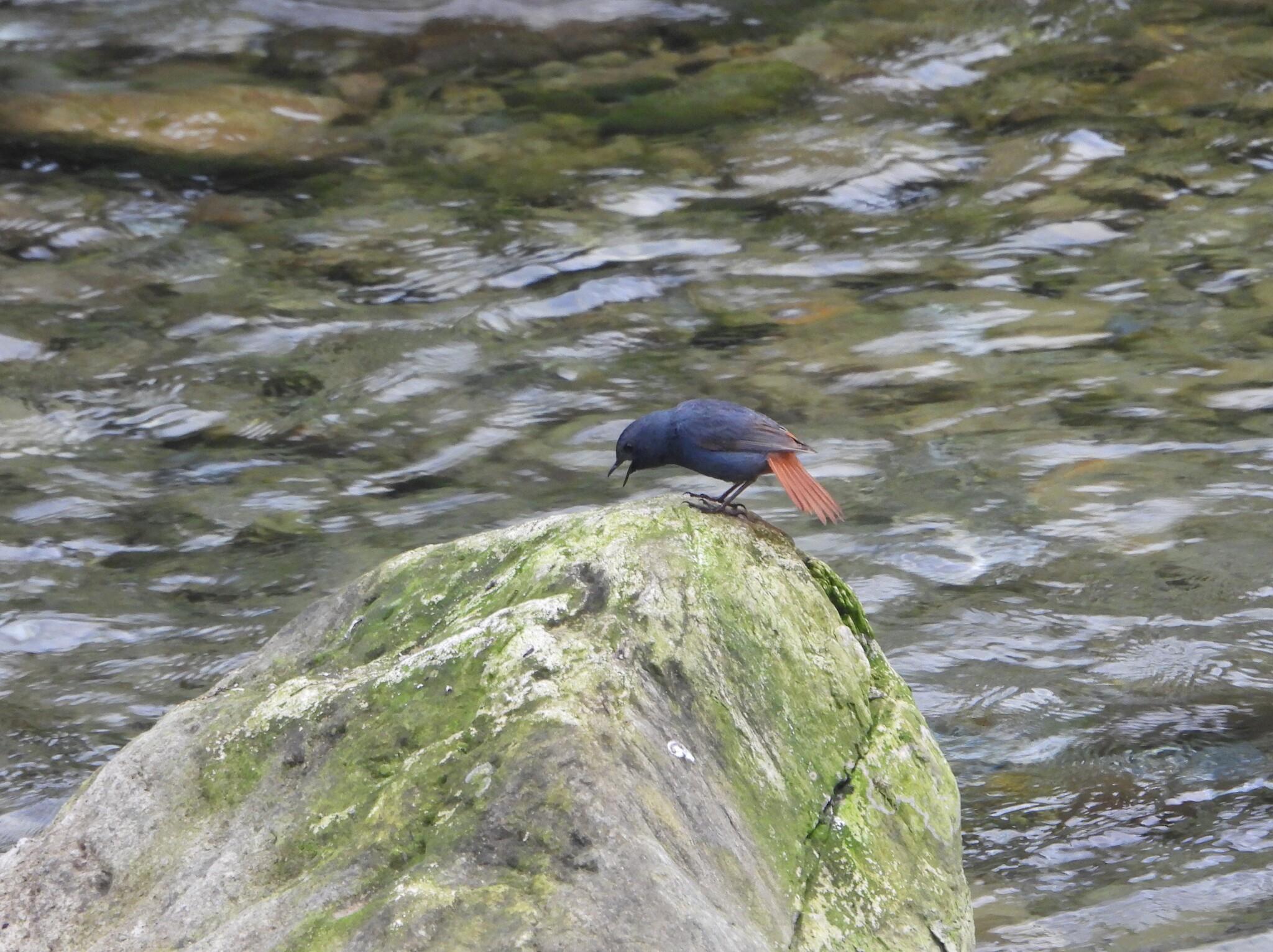 Plumbeous Water Redstart