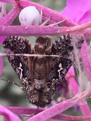 Syngrapha alias