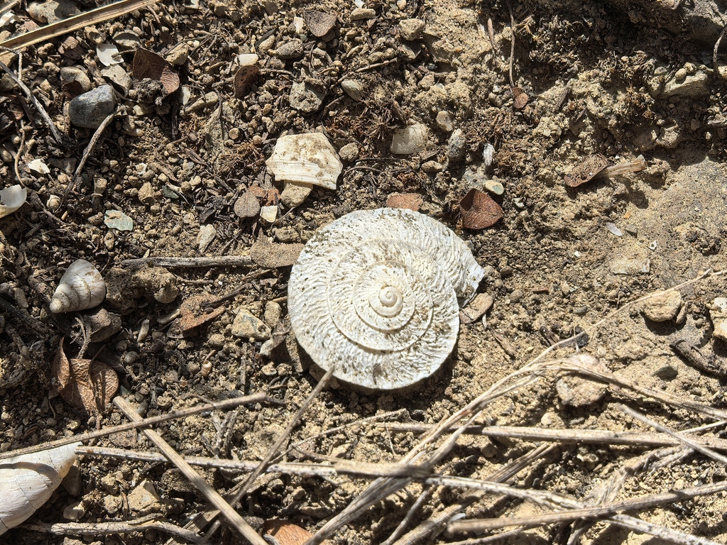 Platypetasus