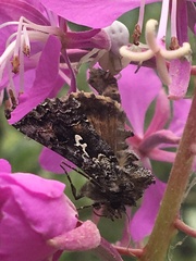 Syngrapha alias
