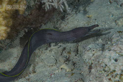 Bayer's Moray — seen at this dive site