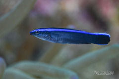 Bluestreak Cleaner Wrasse photo 2