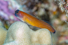 Aron's Blenny photo 2
