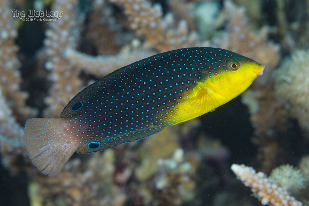 Yellowbreasted Wrasse