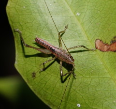 Austrosalomona destructor