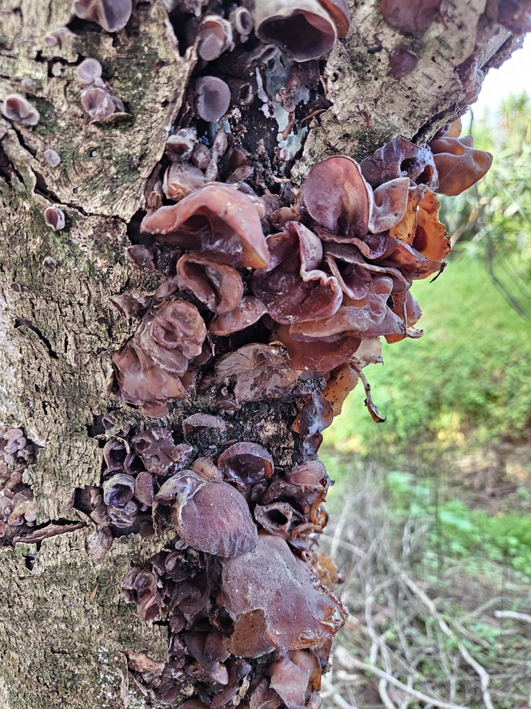 Auricularia cornea · April 2025 · photo: © prosperosity (iNaturalist, cc-by)