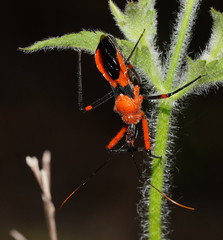 Poecilobdallus formosus