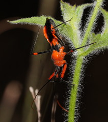 Poecilobdallus formosus