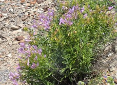 Penstemon lyallii