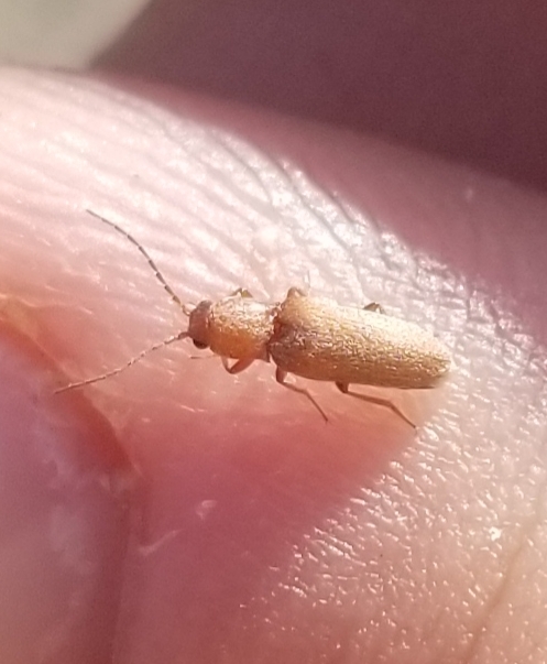 Aphricus knowltoni