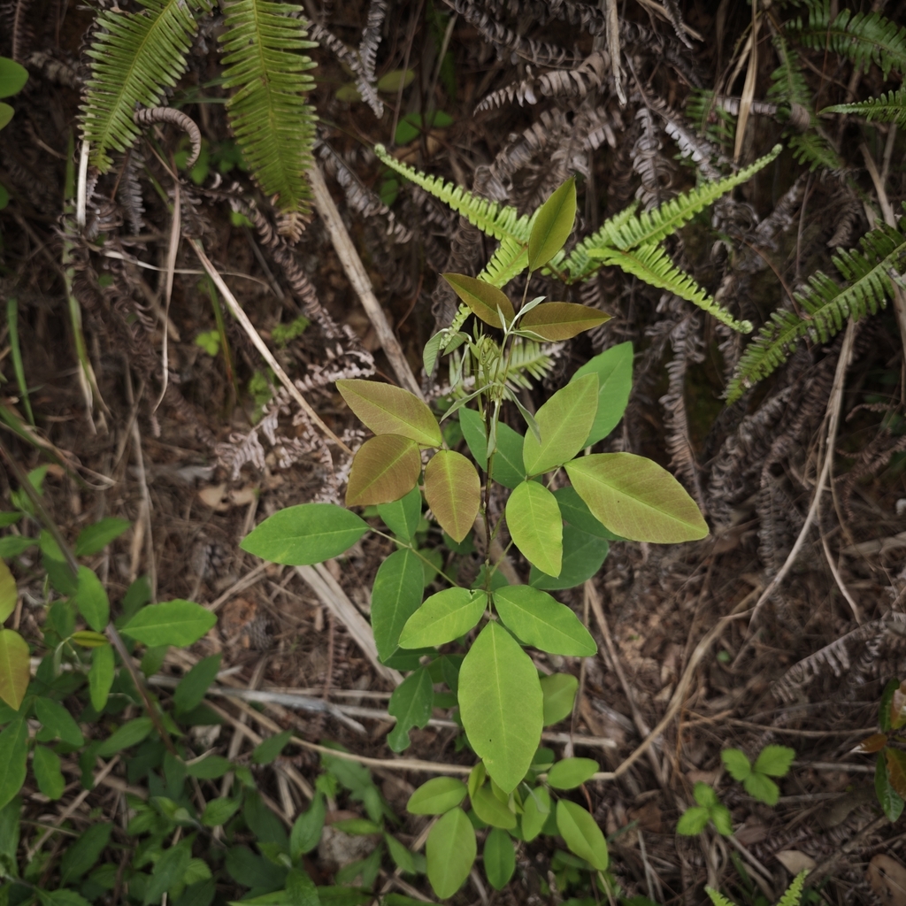 Foto de Lespedeza