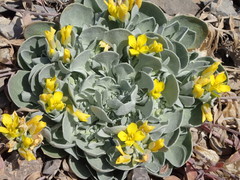 Physaria didymocarpa