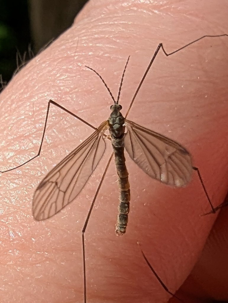 Dicranota bimaculata