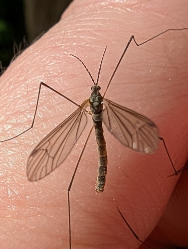 Dicranota bimaculata
