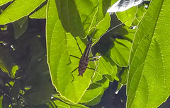 Macrochenus isabellinus