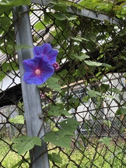 Ipomoea indica