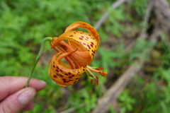 Lilium michiganense