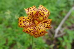 Lilium michiganense