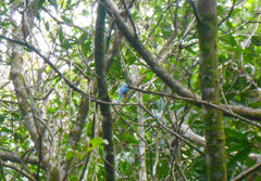 Cyanocorax melanocyaneus